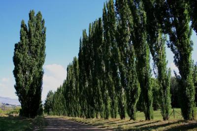 clarens_countryside_rows_trees.jpg